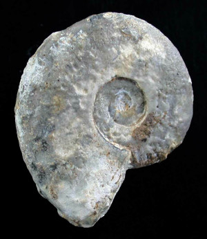 Submeekoceras mushbachanum ( White, 1879 )