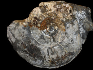 Agassiceras scipionanum ( d'Orbigny, 1844 )