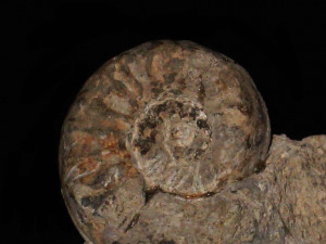 Arietites ( Pararniocereas ) pinguis ( Quenstedt, 1883 )