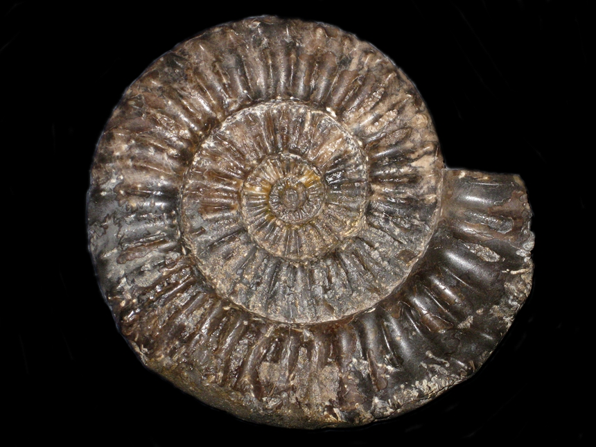 Arnioceras ceratitoides ( Quenstedt, 1848 )