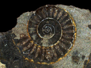 Arnioceras semicostatum ( Young & Bird, 1828 )