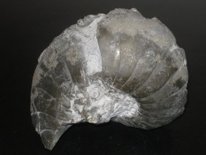 Cenoceras sp. ( mit eingelagerten Austern )
