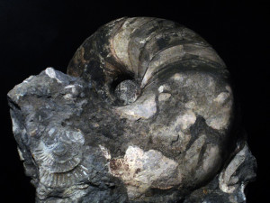 Cenoceras striatum ( Sowerby, 1817 )