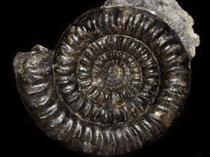 Coroniceras hyatti ( Donovan, 1952 )