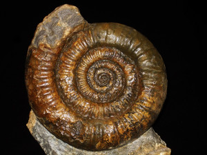 Coroniceras ( Metophioceras ) longidomus ( Quenstedt, 1883 )