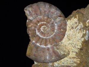 Coroniceras tardesulcatus ( Wähner, 1894 )