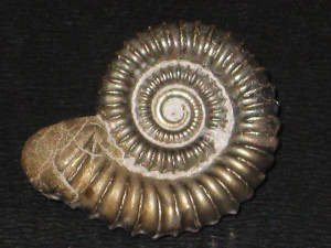 Crucilobiceras densinodulum ( Buckman, 1923 )