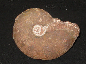 Phylloceras ( Paradaysceras ) stella ( Sowerby in Canavari, 1882 )