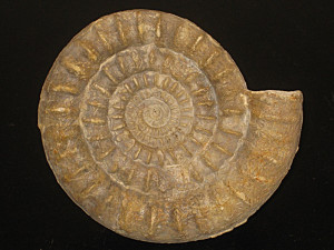 Echioceras raricostatoides ( Vadasz, 1908 )