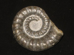 Eoderoceras bispinigerum ( Buckman, 1918 )