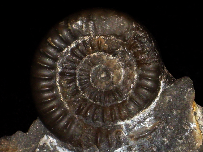 Epophioceras landrioti ( d'Orbigny,1850 )