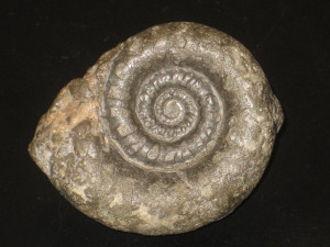 Eteoderoceras armatum ( Sowerby, 1815 )