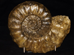 Euagassiceras resupinatum ( Simpson, 1843 )