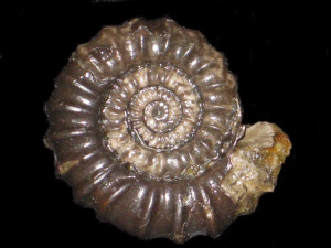 Gagaticeras gagateum ( Young & Bird, 1828 )