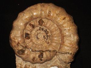 Gagaticeras neglectum ( Simpson, 1855 )
