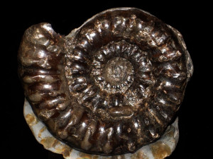 Microderoceras birchi ( Sowerby 1820 )