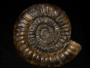 Microderoceras birchi ( Sowerby, 1820 )