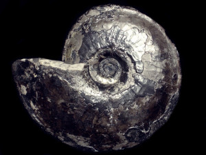 Oxynoticeras simpsoni ( Simpson, 1843 )