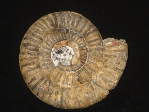 Paltechioceras eliticum ( Buckman, 1924 )