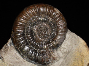 Paltechioceras tardecrescens ( von Hauer, 1856 )