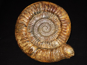 Arietites ( Paracoroniceras ) charlesi ( Donovan, 1955 )