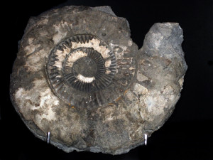 Arietites ( Paracoroniceras ) oblongaries ( Quenstedt, 1883 )