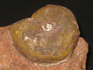 Phylloceras ( Geyeroceras ) cylindricum ( Sowerby, 1833 )