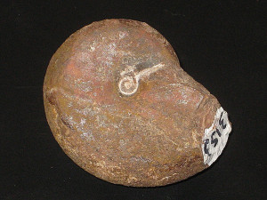 Phylloceras ( Geyeroceras ) cylindricum ( Sowerby, 1833 )