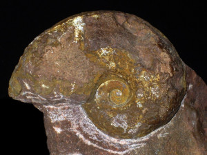 Phylloceras ( Geyeroceras ) leptophyllum ( Hauer, 1866 )