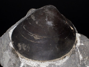 Plagiostoma giganteum ( Sowerby, 1814 )