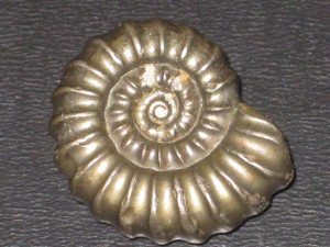 Promicroceras planicosta ( Sowerby, 1814 )