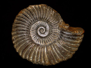 Schlotheimia polyptycha ( Lange, 1924 )
