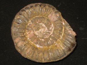 Vermiceras ophioides ( d'Orbigny in Wähner, 1888 )