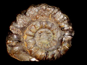 Xipheroceras dudressieri ( d'Orbigny, 1844 )