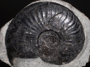 Amaltheus ( Amaltheus ) stokesi ( Sowerby, 1818 )