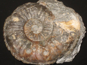 Pleuroceras salebrosum ( Hyatt, 1867 )