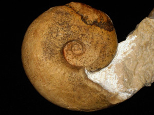 Haploceras subelimatum ( Fontannes, 1879 )