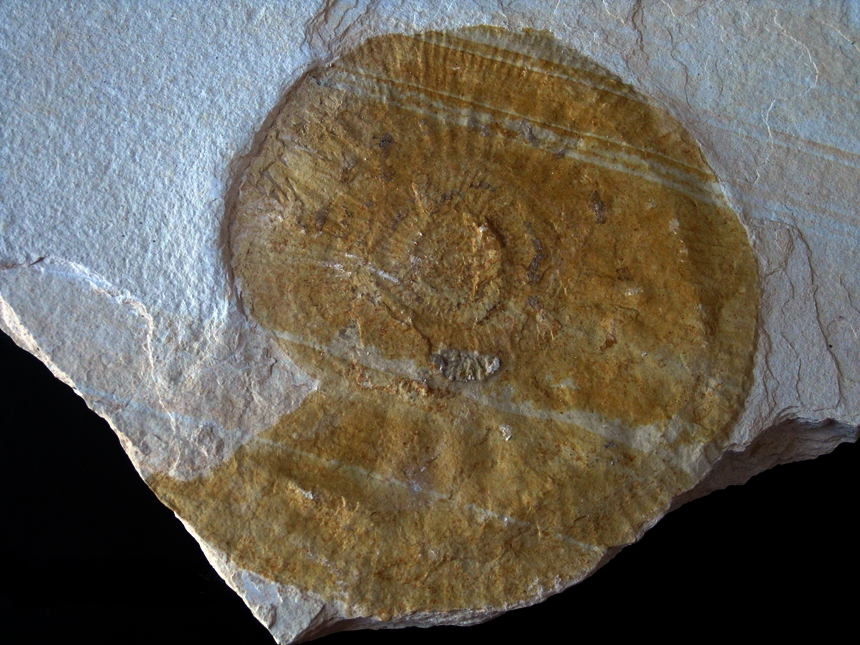 Subplanites rueppellianus ( Quenstedt, 1888 )