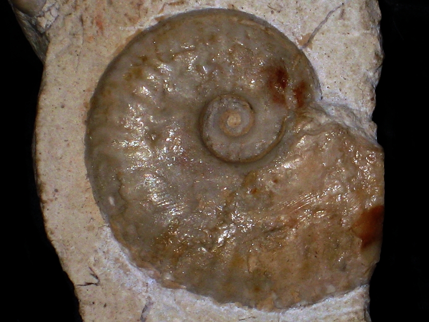 Taramelliceras ( Fontannesiella ) valentina var. valentina  ( Fontannes, 1879 )