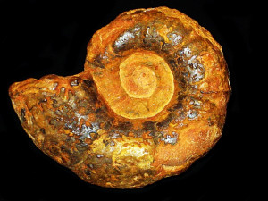 Alocolytoceras coarctatum ( Pompeckj, 1896 )