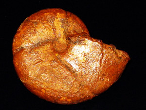 Calliphylloceras altisulcatum ( Prinz, 1904 )