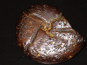 Calliphylloceras altisulcatum ( Prinz, 1904 )