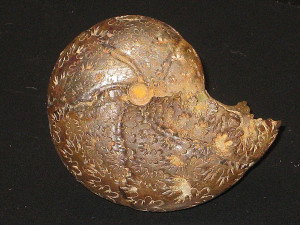Calliphylloceras aveyronense ( Meneghini, 1881 )