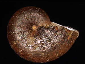 Calliphylloceras thevenini ( Monestier, 1821 )