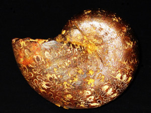 Calliphylloceras thevenini ( Monestier, 1821 )