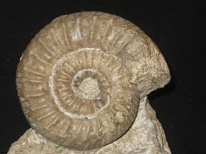 Catacoeloceras dumortieri ( de Brun, 1932 )