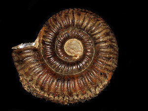 Catacoeloceras jordani ( Guex, 1972 )