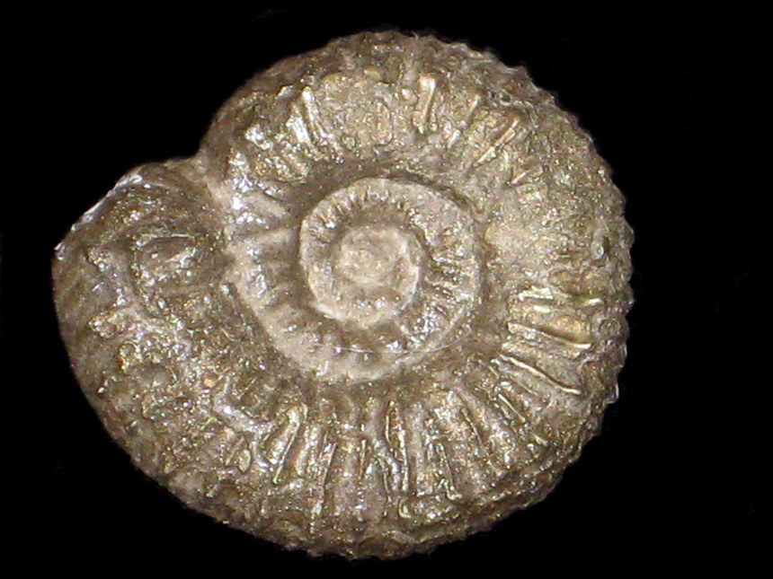 Catacoeloceras jordani ( Guex, 1972 )