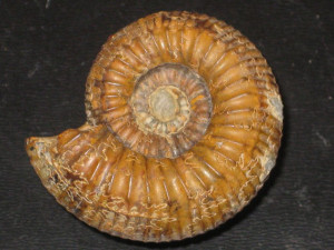 Catacoeloceras raquinianum var. confectum ( Buckman, 1923 )