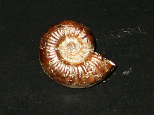 Catulloceras perroudi ( Doumortier & Fontannes, 1876 )